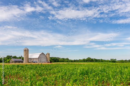 White Barn in Corn Field with Blue Sky