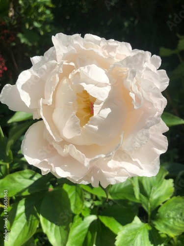 pivoine blanche dans jardin  photo