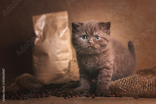 BKH Kitten in chocolate mit Kaffeebohnen Kaffee braun photo