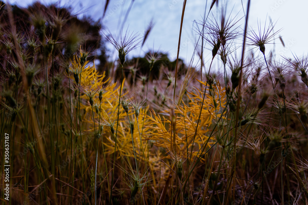 Obraz premium Wild flowers in the field in spring