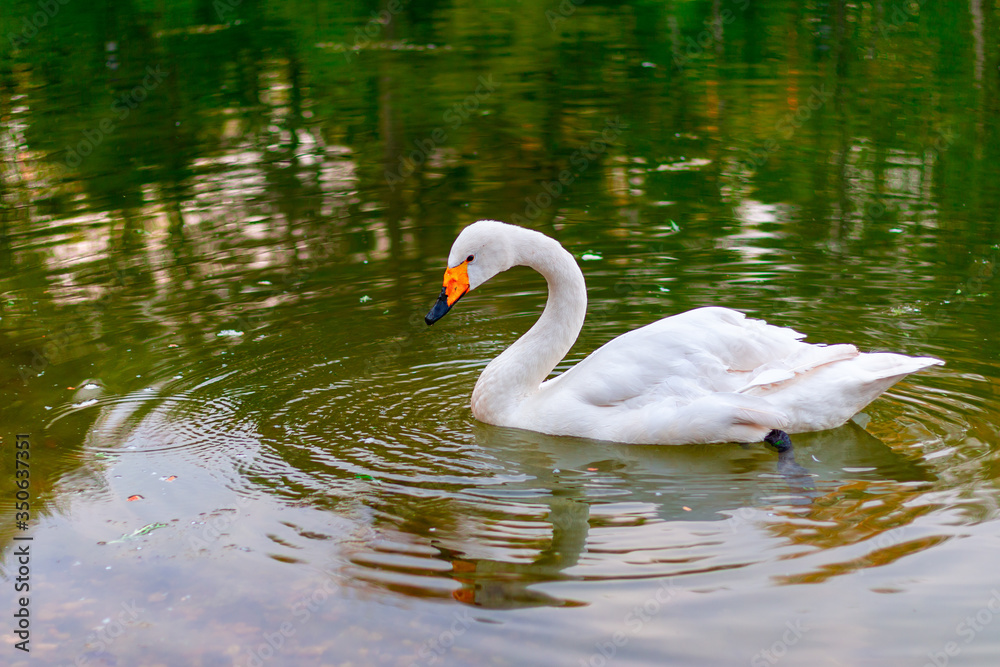 Fototapeta premium photo of a swan on lake