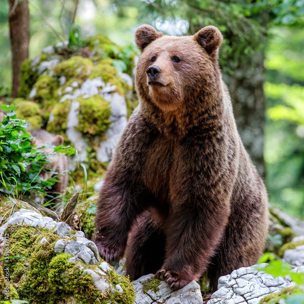 Brown bear - close encounter with a big female wild brown bear looking for food in the forest and mountains of the Notranjska region in Slovenia Brown bear - close encounter with a big female wild brown bear looking for food in the forest and mountains of the Notranjska region in Slovenia