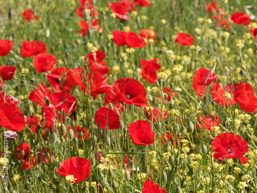  Papaver rhoeas  Field of common poppies or red poppies