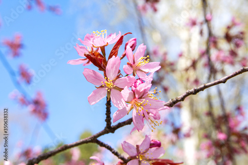 Cherry tree blossom  Kirsikkapuisto  Cherry Tree Park  in Roihuvuori  Helsinki  Finland