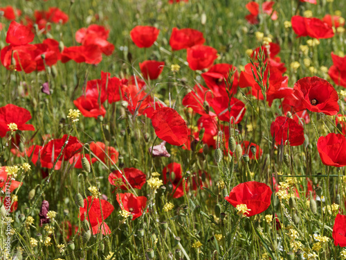  Papaver rhoeas  Common red poppies or field poppies