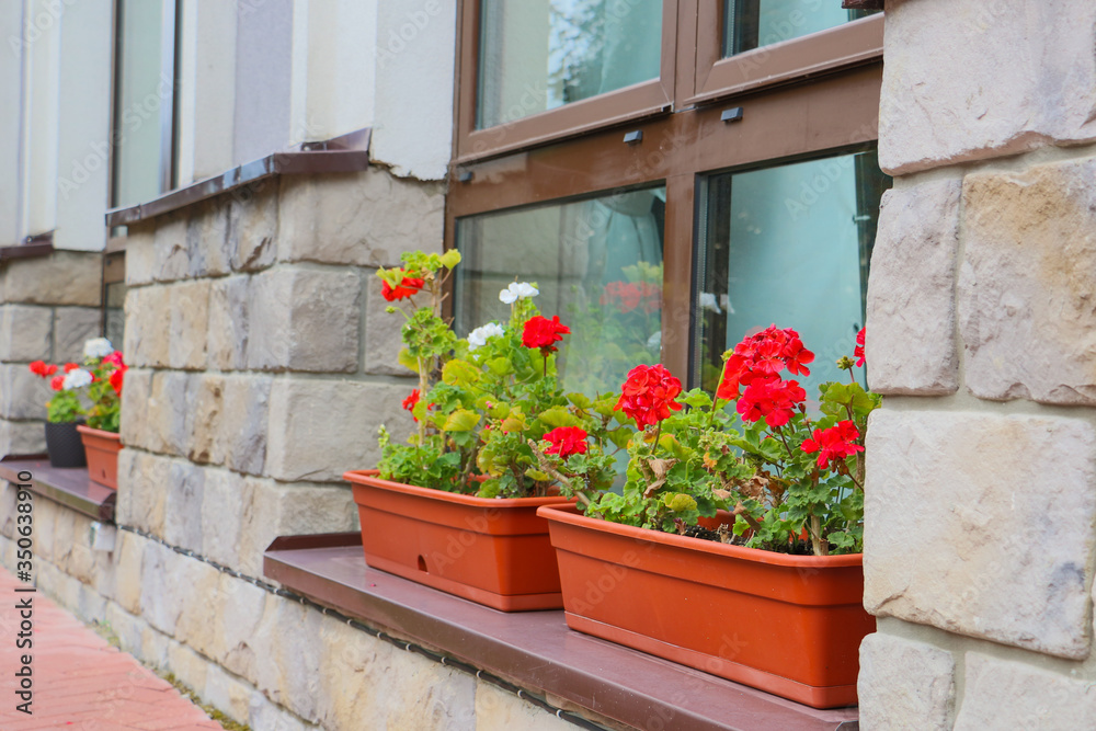 photo of red flowers in window