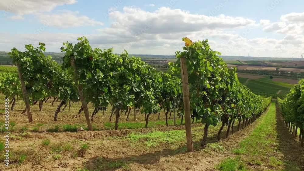Rheinhessen ist wunderschön und ideal zum wandern. Das Zusammenspiel aus Wein, Landschaft und Menschen ist einfach genial. Weinberge, Wanderwege, Weinlokale laden sie herzlich ein. Rheinhessen ist wunderschön und ideal zum wandern. Das Zusammenspiel aus Wein, Landschaft und Menschen ist einfach genial. Weinberge, Wanderwege, Weinlokale laden sie herzlich ein.