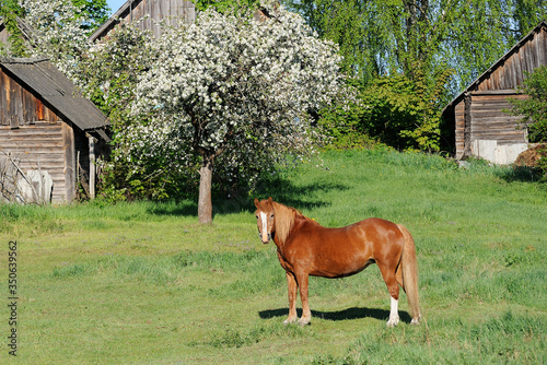 Young clean horse on a green lawn near rural buildings. Spring. Blooming apple tree