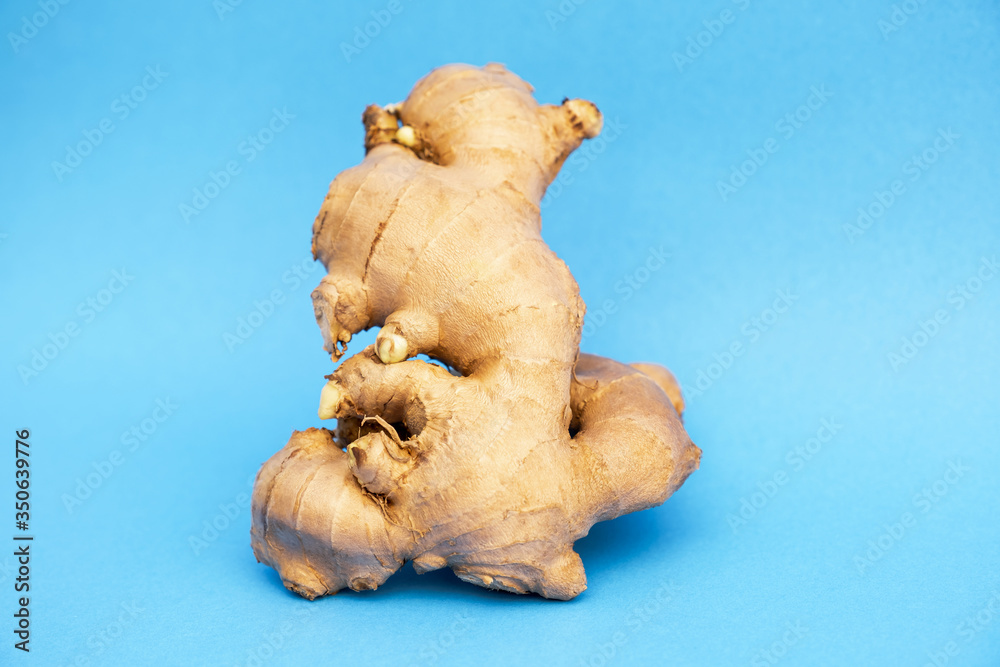 Picture of Ginger isolated on a blue background