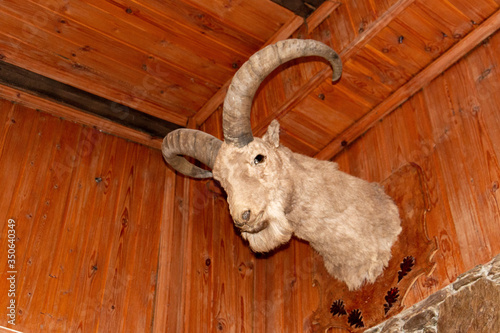 photo of a head of a goat on the wall