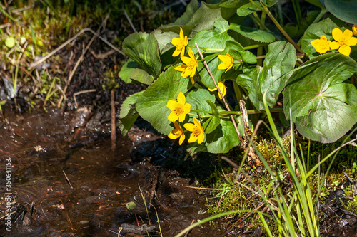Yellow marsh marigolds and grass along a stream.