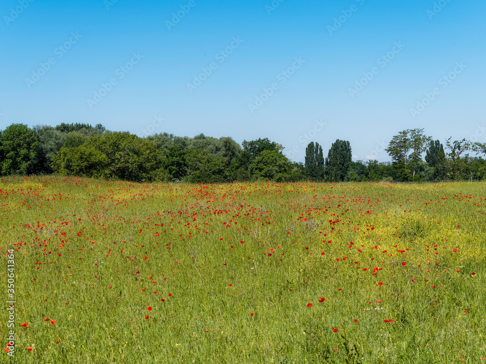 (Papaver rhoeas) Magnificent rural decor of field covered with common red poppies under blue sky
