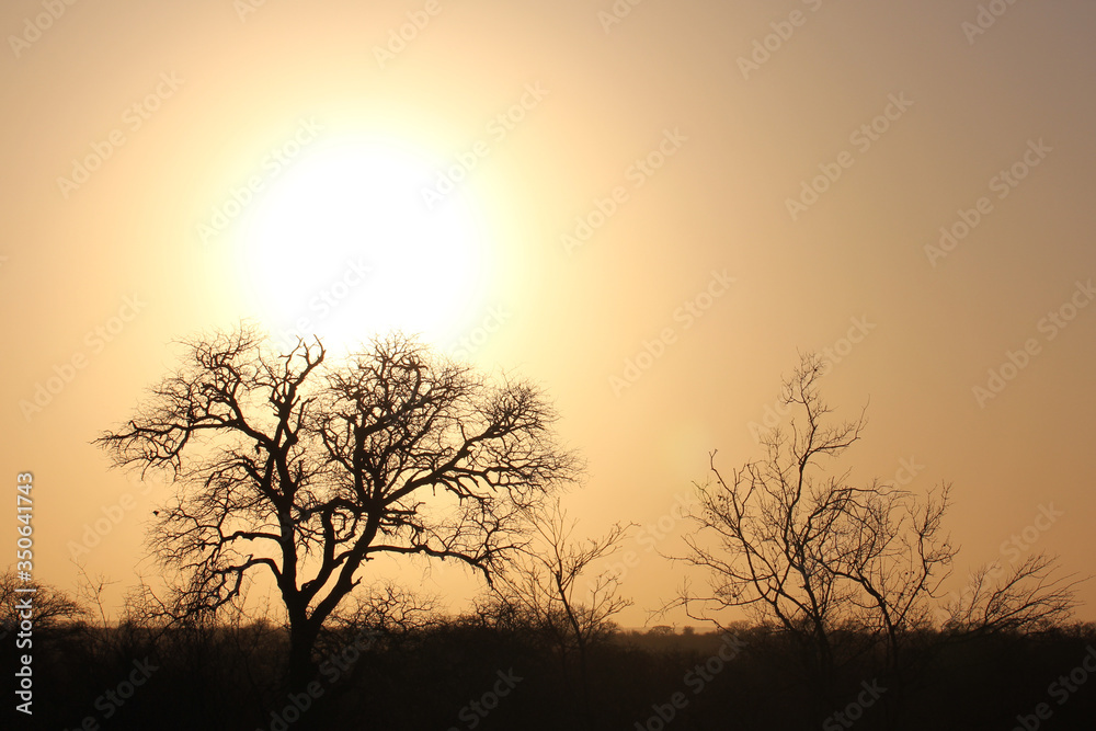 Sunset
Kruger National Park, South Africa.