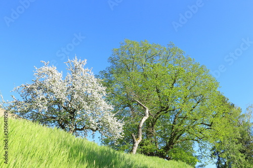 Die alte Linde in Homberg (Ohm)
 photo