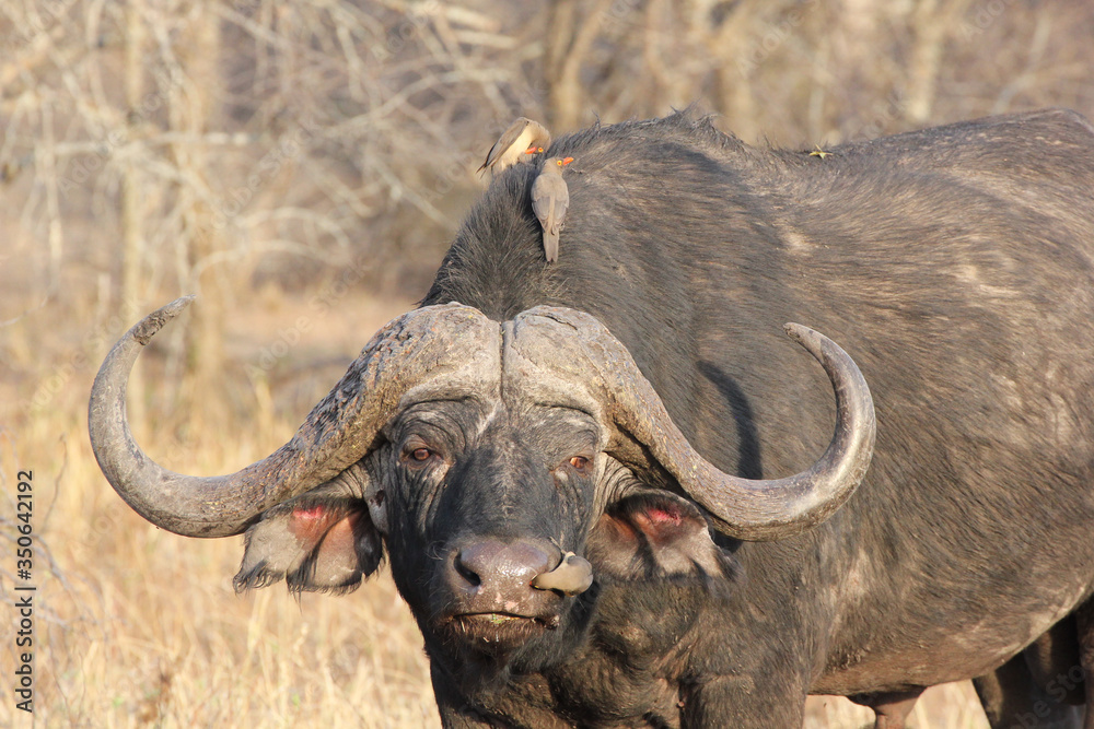 Obraz premium Kruger National Park, South Africa. Old buffaro with oxpecker.