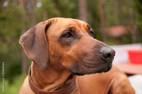 Rhodesian ridgeback dog in a collar photo