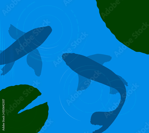 two koi carp in pond, carps silhouette in flat color, (ID: 350642307)