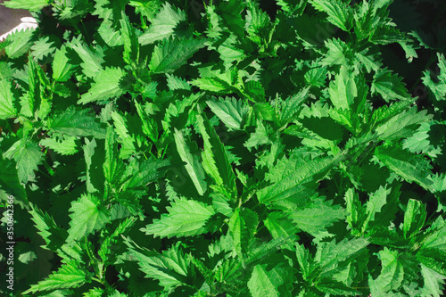 Nettle is a dioecious medicinal plant. Background plant nettle grows in a clearing.