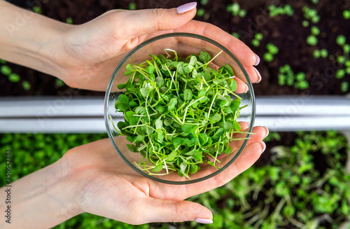 Fresh micro green sprouts for healthy vegan food cooking. home growing, healthy food, arugula, mustard