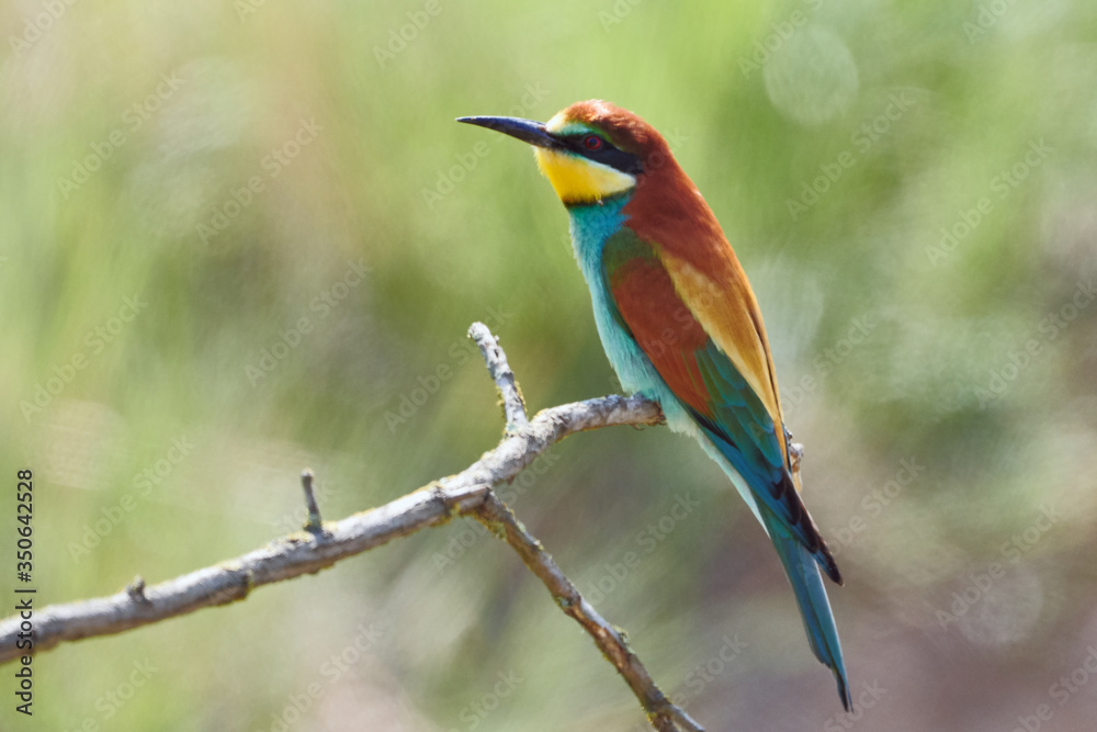 Wildlife close-up of European bee-eater bird on a branch in green nature, side view (Gerolsheim, Germany, Europe) Wildlife close-up of European bee-eater bird on a branch in green nature, side view (Gerolsheim, Germany, Europe)