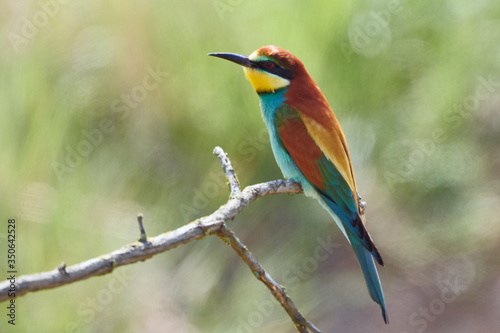 Wildlife close-up of European bee-eater bird on a branch in green nature, side view (Gerolsheim, Germany, Europe)