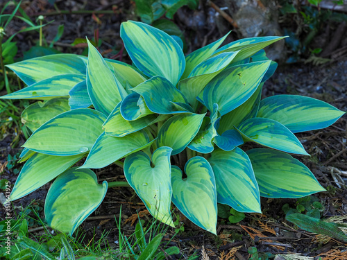 Hosta plant with colourful green and yellow variegated leaves growing in a garden