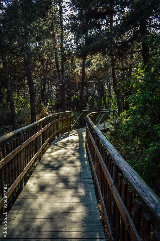 Wooden pathway through the Po Delta Botanical Garden in the salt marsh at Rosolina Mare, Italy. Wooden pathway through the Po Delta Botanical Garden in the salt marsh at Rosolina Mare, Italy.