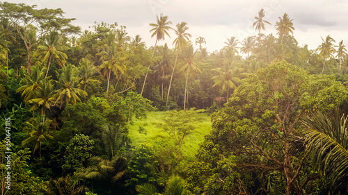 View of the rainforest. Jungle. Natural background. Bali