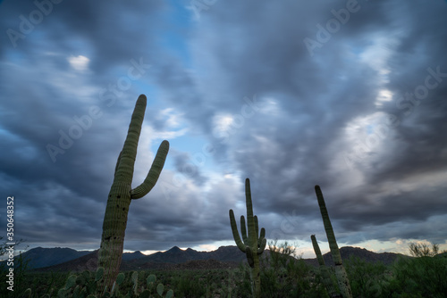Giant Saguaro Cactus standing in Isolated rainstorm over the desert during the summer monsoon season in Tucson, Arizona USA, Sonoran Desert.