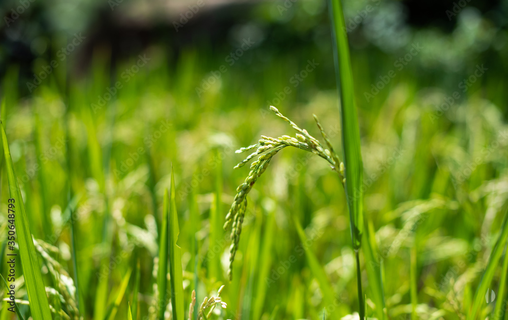 Rice ear macro from Bali, Indonesia