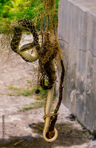 The checkered keelback snake got trapped in the fish- catching net, when it went to eat frogs. It was unable to free itself from the net. It is also known as Asiatic water snake, endemic to Asia photo