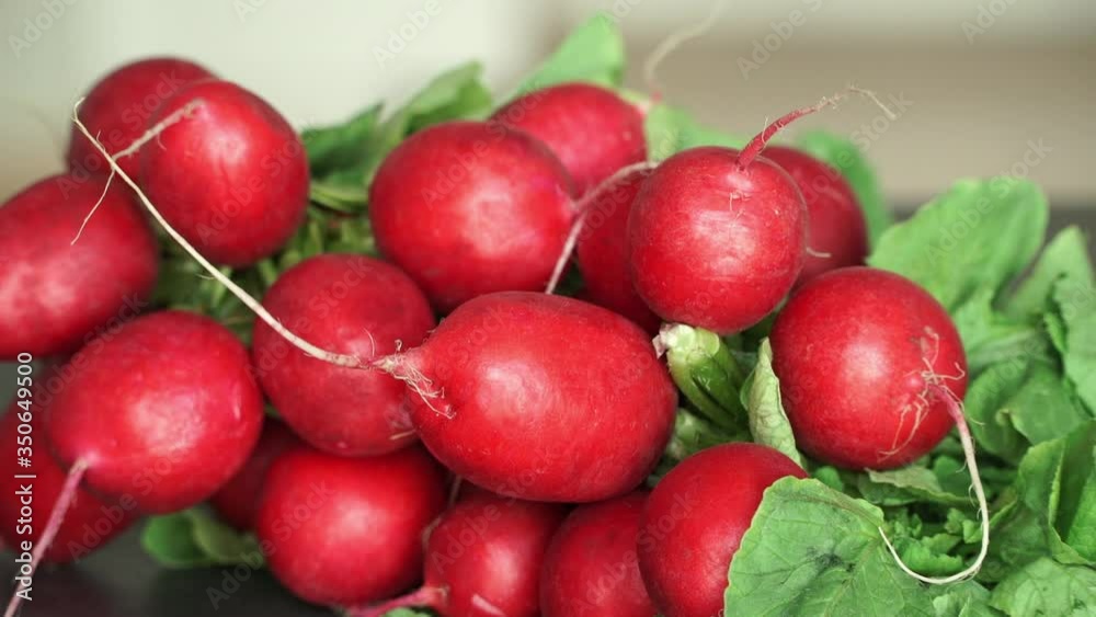 Close up of red fresh ripe bunch of radish. Harvesting vegetable. Organic vegan food concept