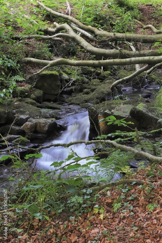 Riverbed in Northern Ireland, hidden gem with trees covering the river