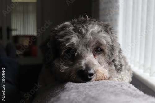 Family pet dog laying on top of the sofa 