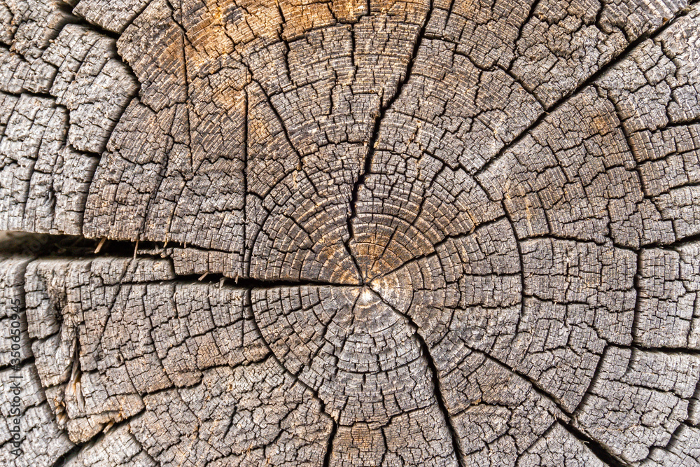 wood tree section with cracks and annual rings. Natural organic texture with cracked and rough surface. Flat wooden surface with annual rings. wood tree section with cracks and annual rings. Natural organic texture with cracked and rough surface. Flat wooden surface with annual rings.