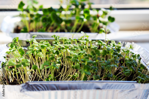 Micro greens (arugula, radish) grown at home on the windowsill in boxes of foil