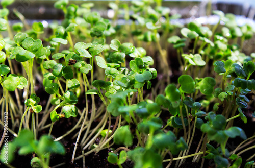 Micro greens (arugula, radish) grown at home on the windowsill in boxes of foil. Close up