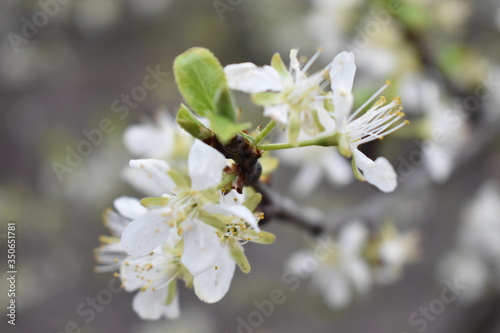 flowering branch