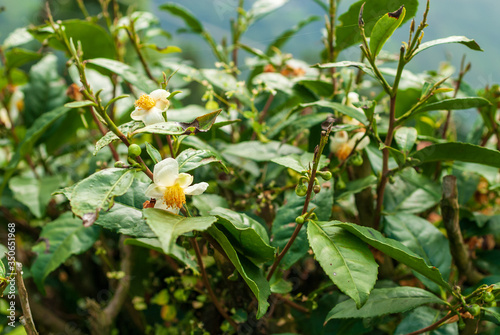 Tea plant on a plantation in Darjeeling, India