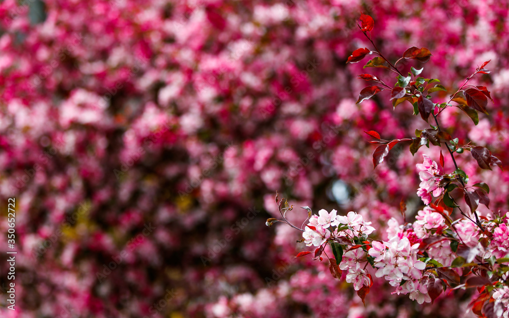 Spring background with cherry blossoms and copy space Spring background with cherry blossoms and copy space