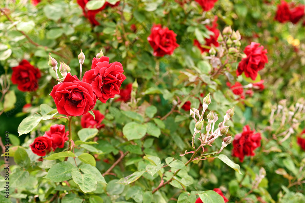 Red roses garden in springtime
