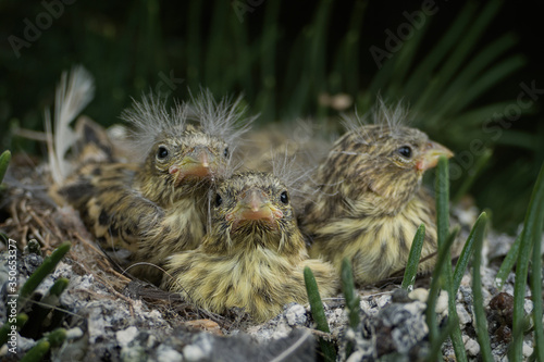 Fotografia Close up of three baby birds in a nest