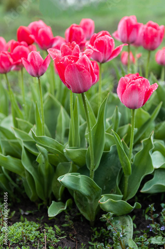 tulips in the garden