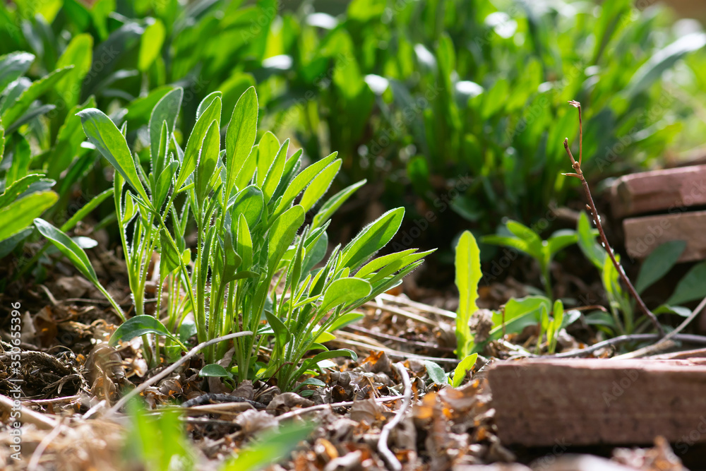 Fototapeta premium Spring Coreopsis Plant
