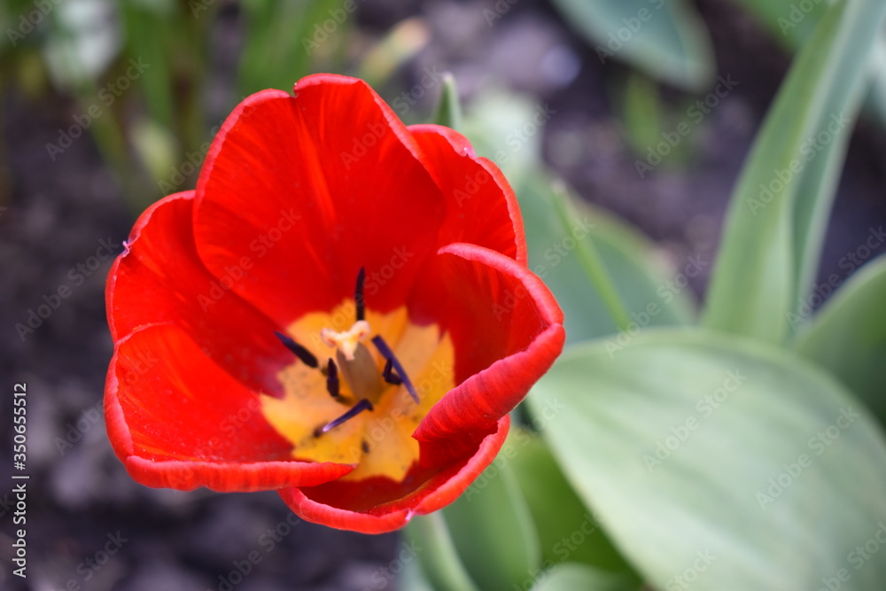 red and yellow tulip