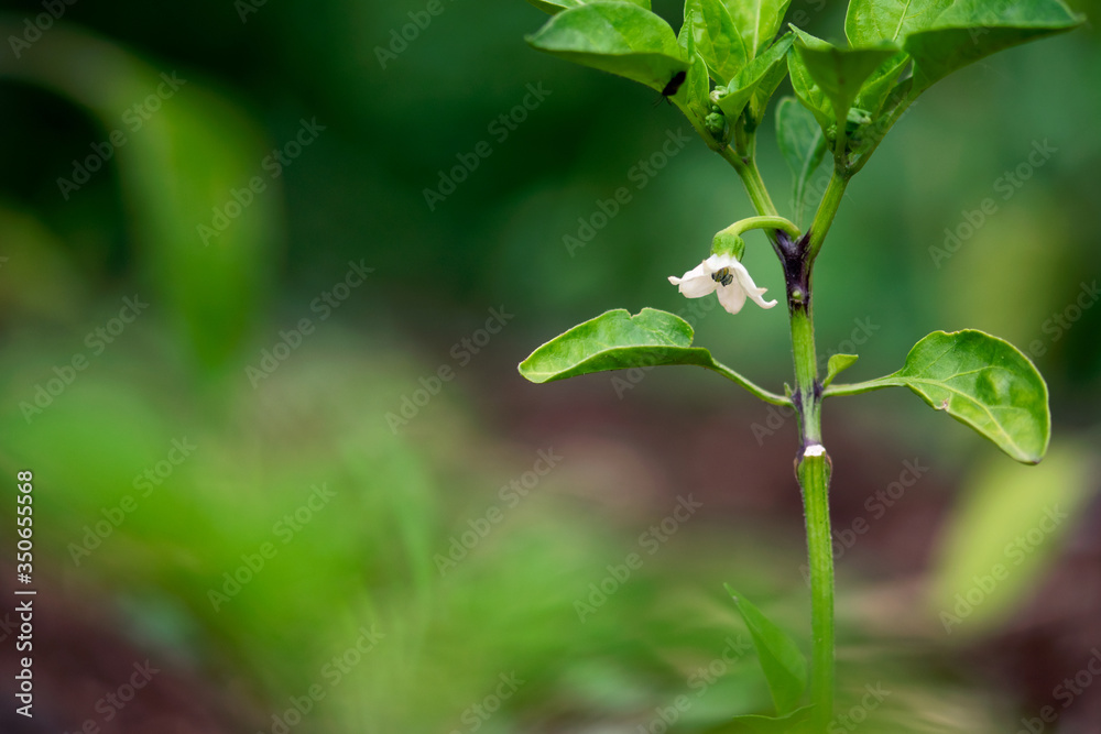 White Pepper Flower White Pepper Flower