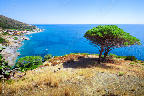 Fototapeta Naklejka Na Ścianę i Meble -  Seashore with beach and rocks and rocky slope of the Island of Elba in Italy. In the foreground a Mediterranean pine tree and a panoramic view. Blue sea with aerial view. Dwellings of a small village.