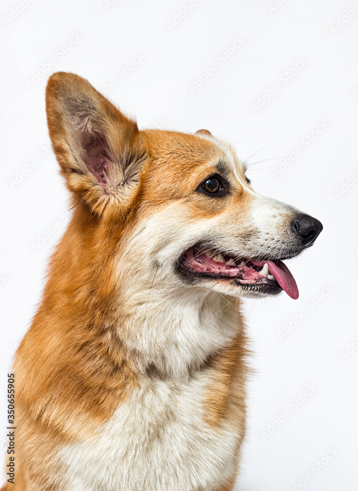 dog looks sideways with its tongue hanging out, breed Welsh Corgi