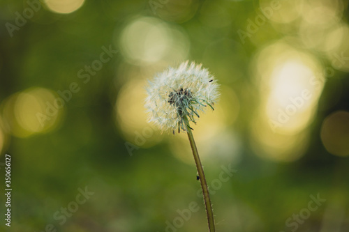 Fototapeta Naklejka Na Ścianę i Meble -  Beauty Close-Ip Dandelion with bokeh and Green Grass