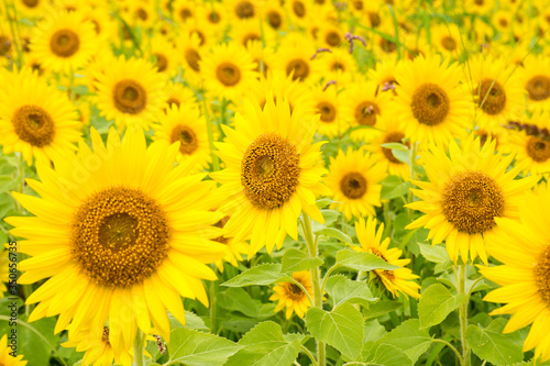 Fototapeta Naklejka Na Ścianę i Meble -  field of sunflowers in summer